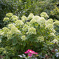 Little Lime Hydrangea