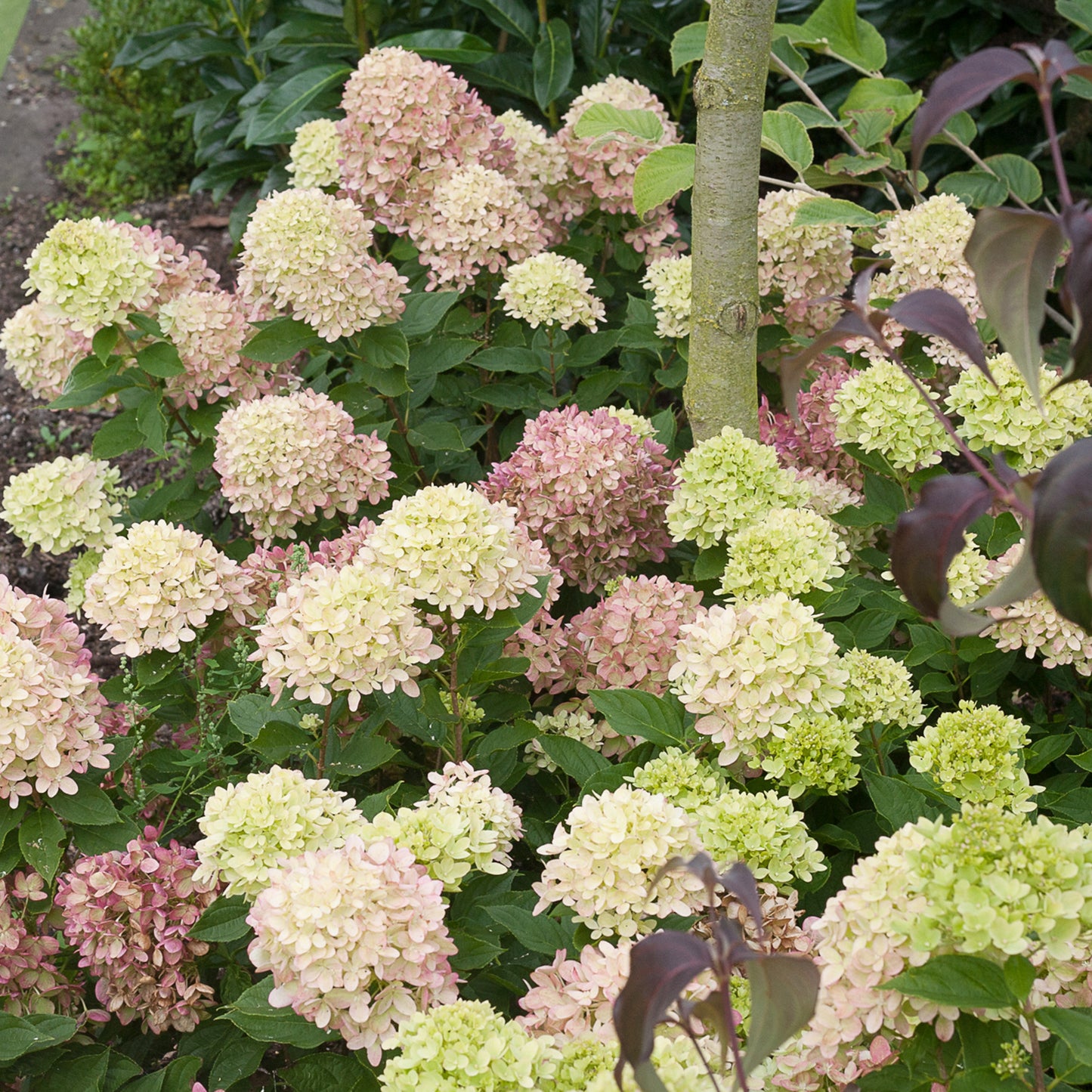 Little Lime Hydrangea