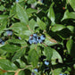 Angustifolium Blueberry