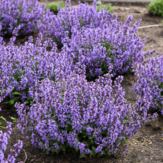 Cat's Meow Catmint