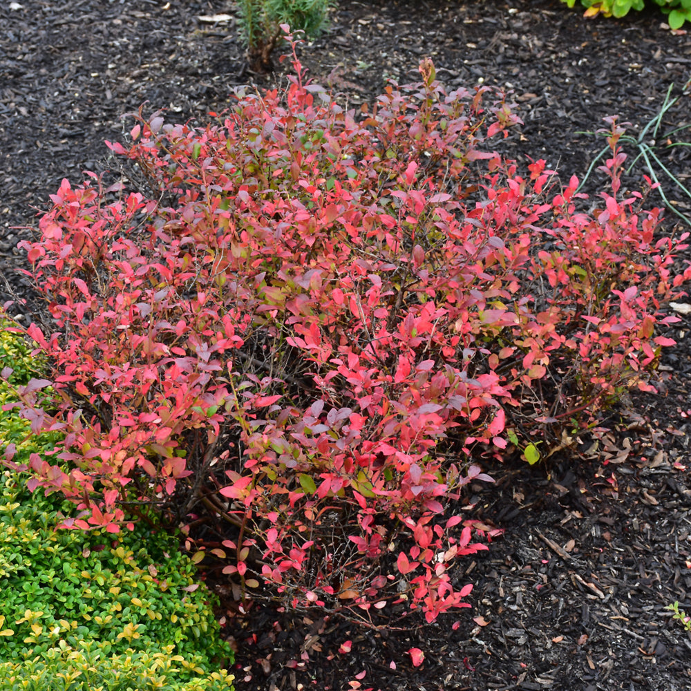 Lowbush Blueberry