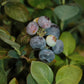 Peach Sorbet Blueberry