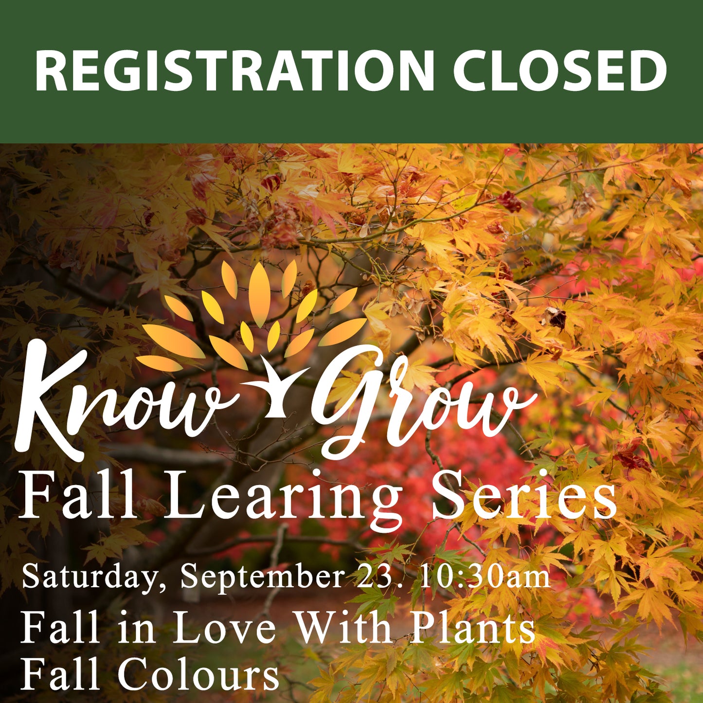 Fall in Love With Plants: Fall Colours Waterdown