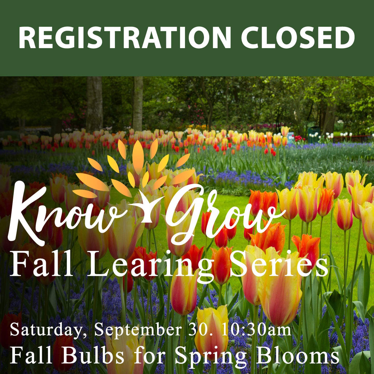 Fall Bulbs for Spring Blooms Waterdown