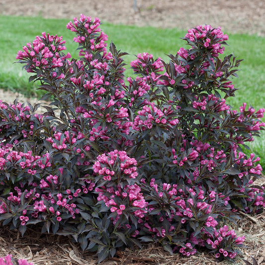 Spilled Wine Weigela