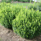 Sprinter Boxwood