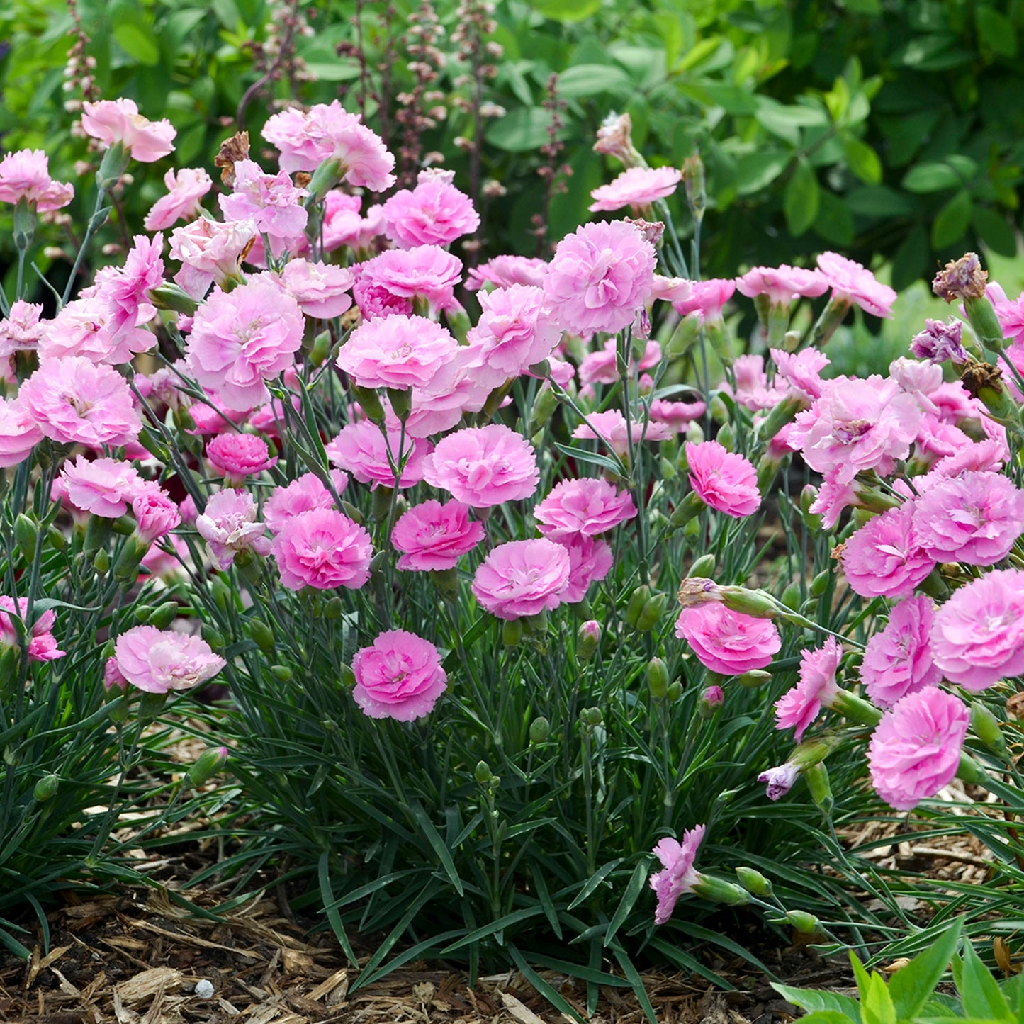 Sweetie Pie Dianthus