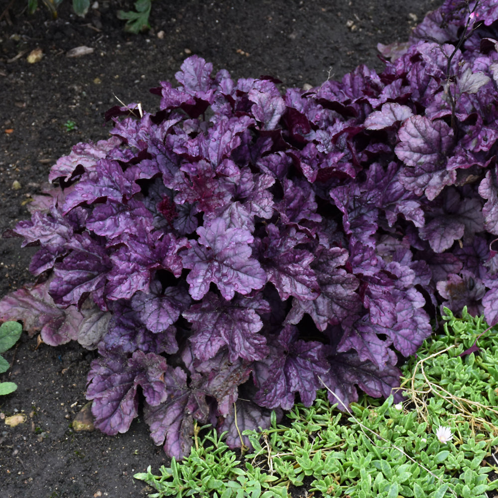 Wildberry Coral Bells