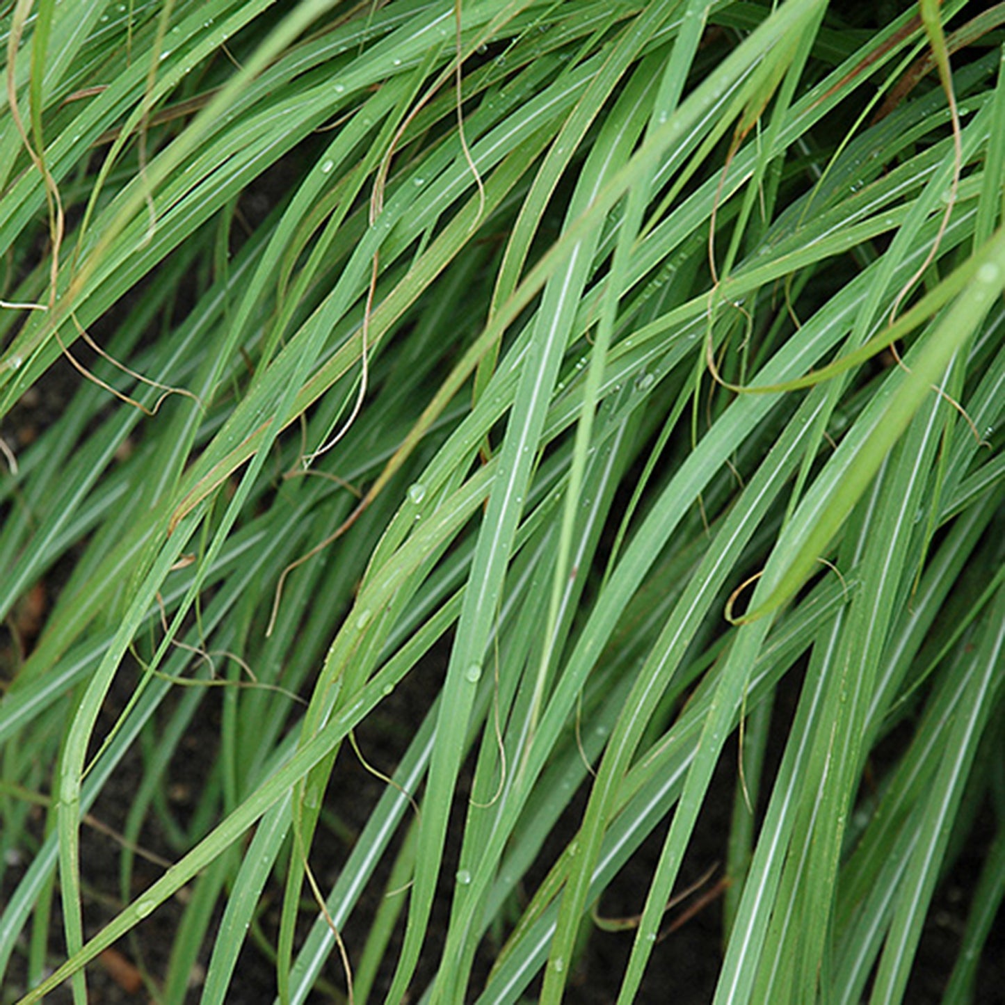 Huron Sunrise Maiden Grass