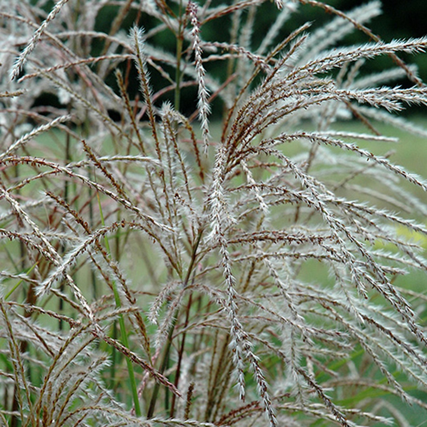 Huron Sunrise Maiden Grass