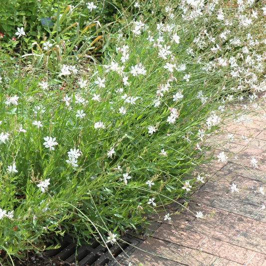 Whirling Butterflies Gaura