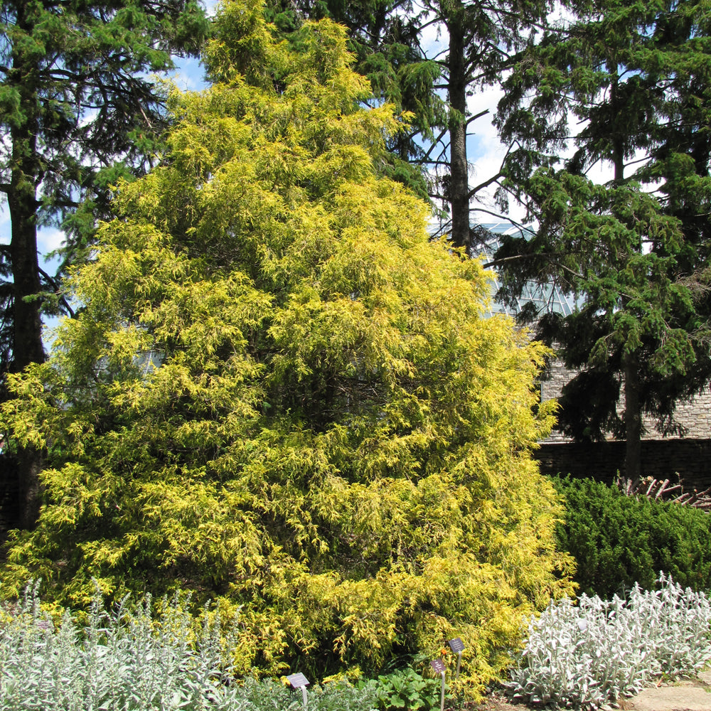 Sungold Threadleaf False Cypress