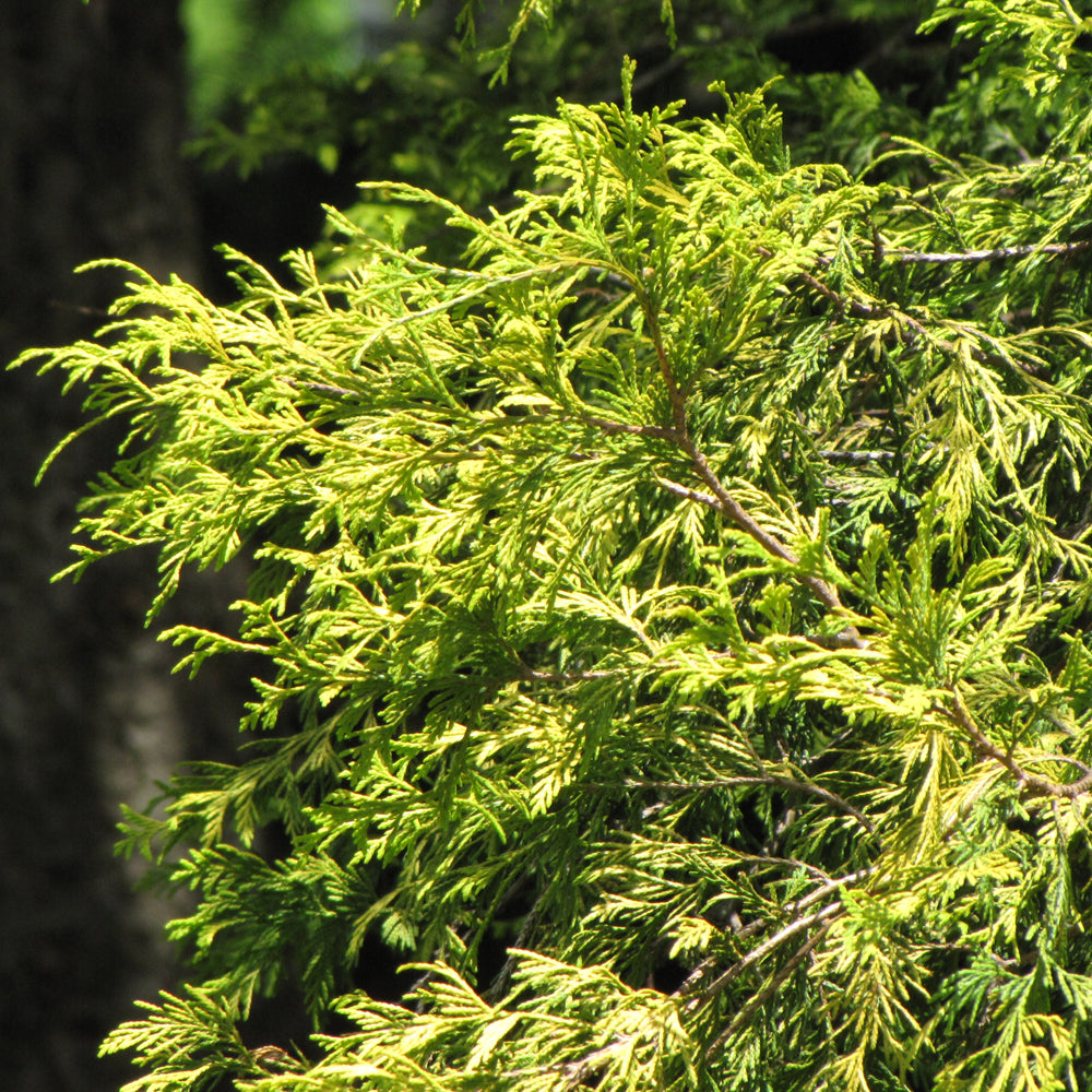 Sungold Threadleaf False Cypress