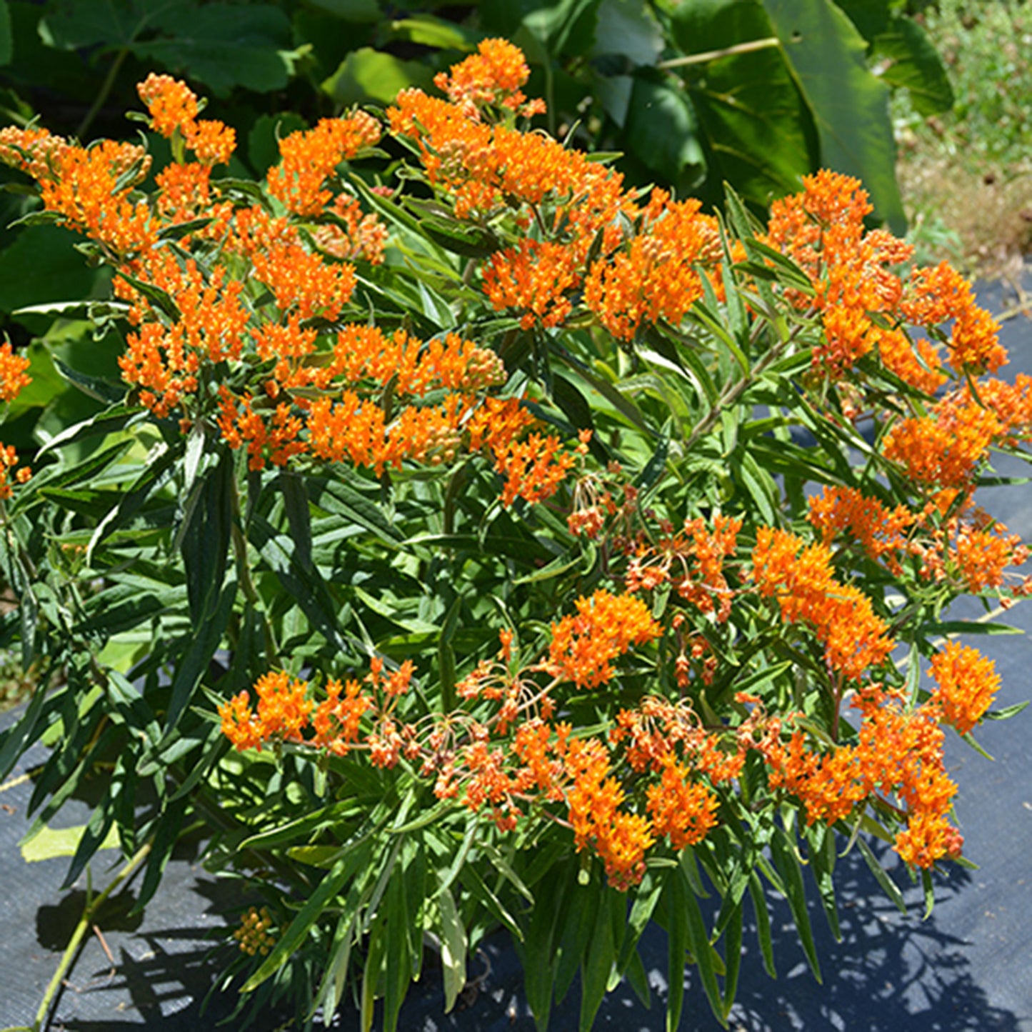 Butterfly Weed