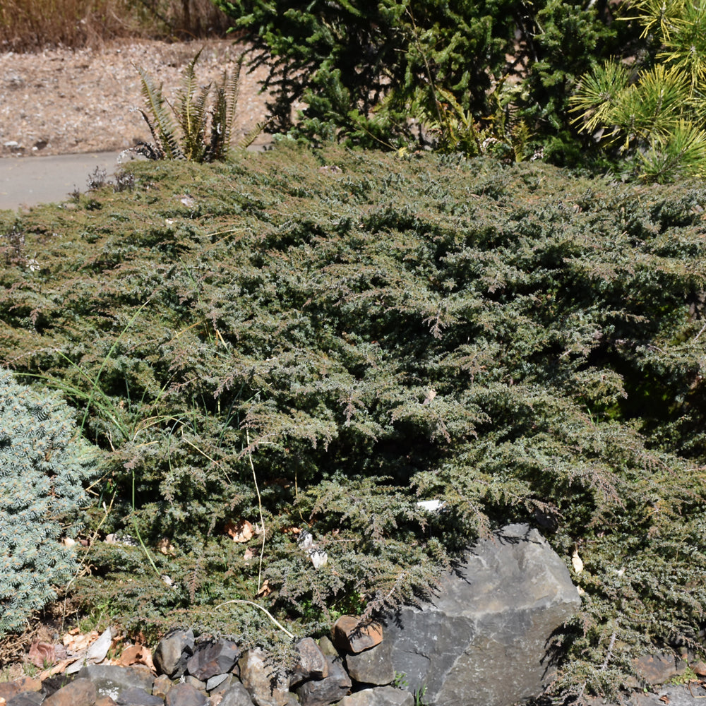 Green Carpet Juniper