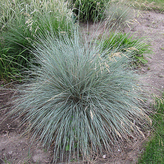 Blue Oat Grass