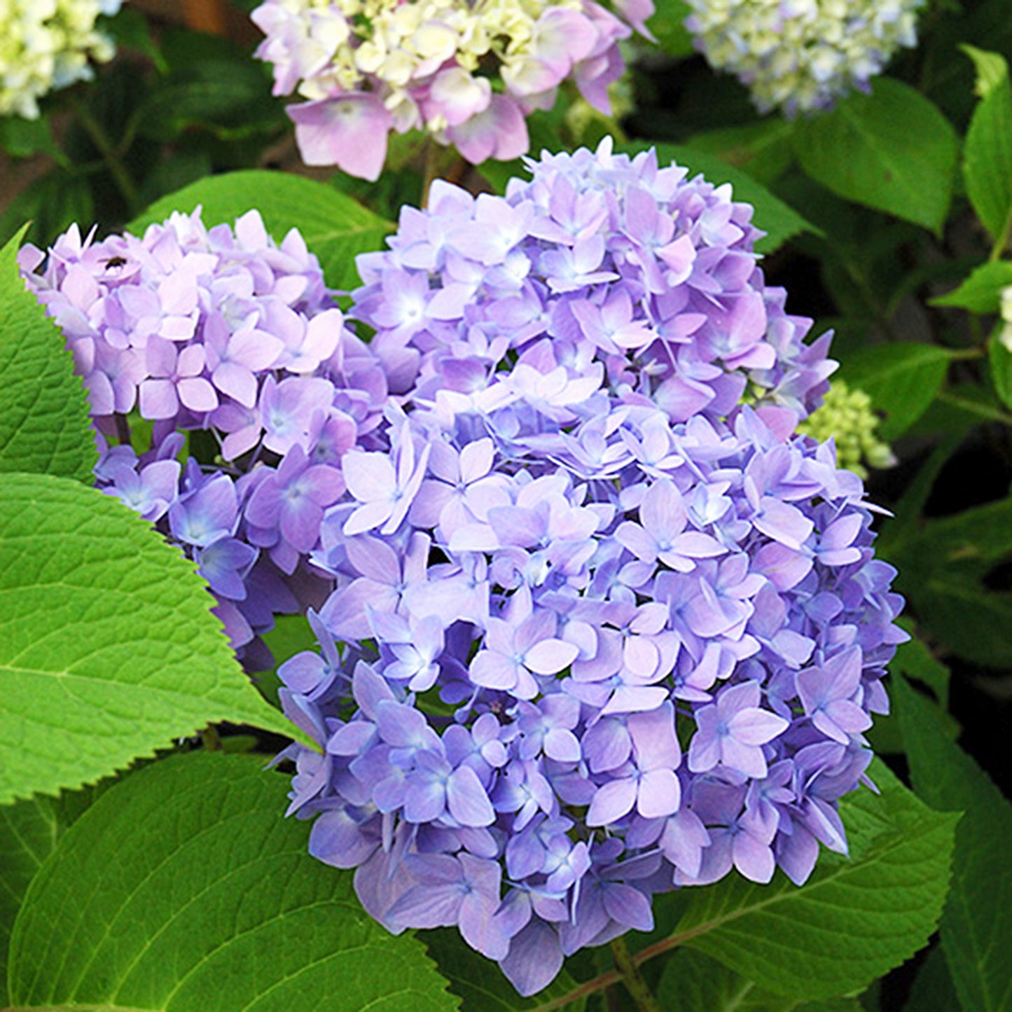 Endless Summer Hydrangea