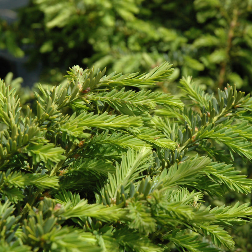 Emerald Spreader Japanese Yew – Connon Nurseries Inc.