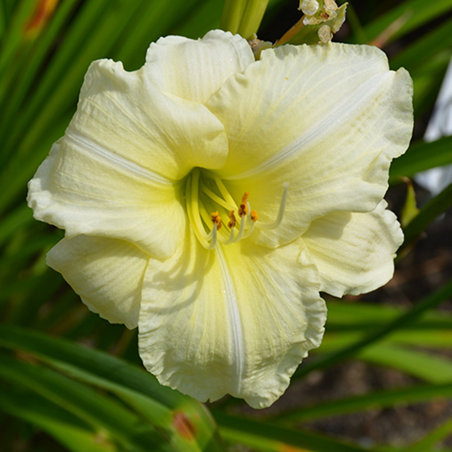 Joan Senior Daylily