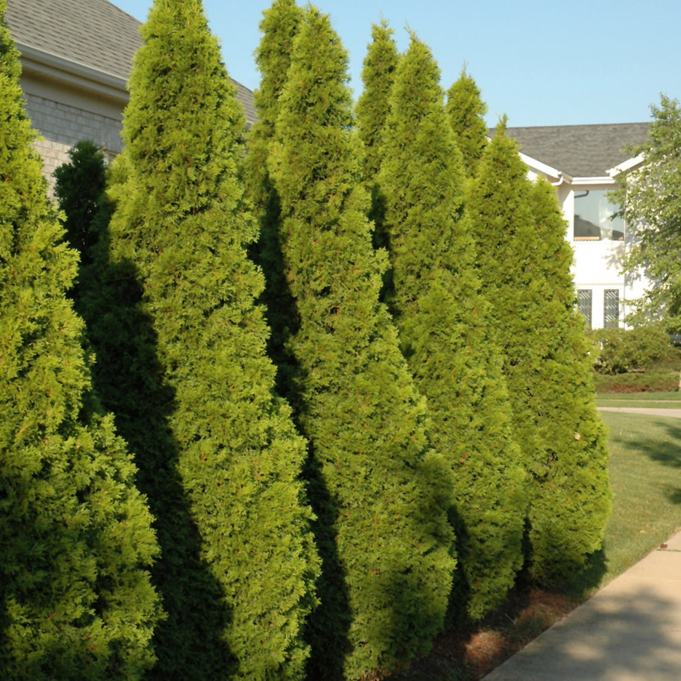 Emerald Cedar – Connon Nurseries Inc.