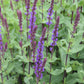 Caradonna Perennial Sage