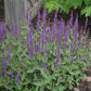 Caradonna Perennial Sage