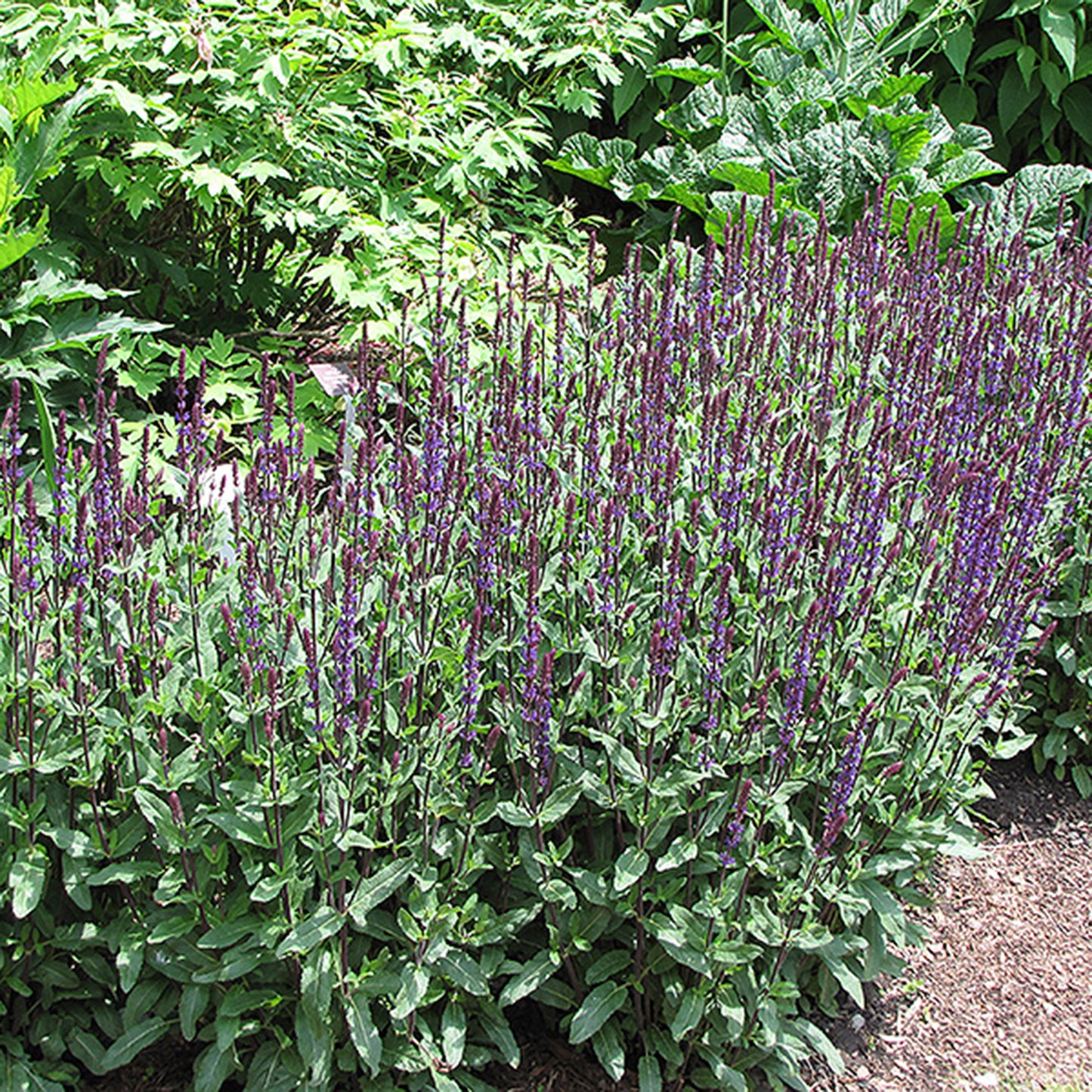 Caradonna Perennial Sage