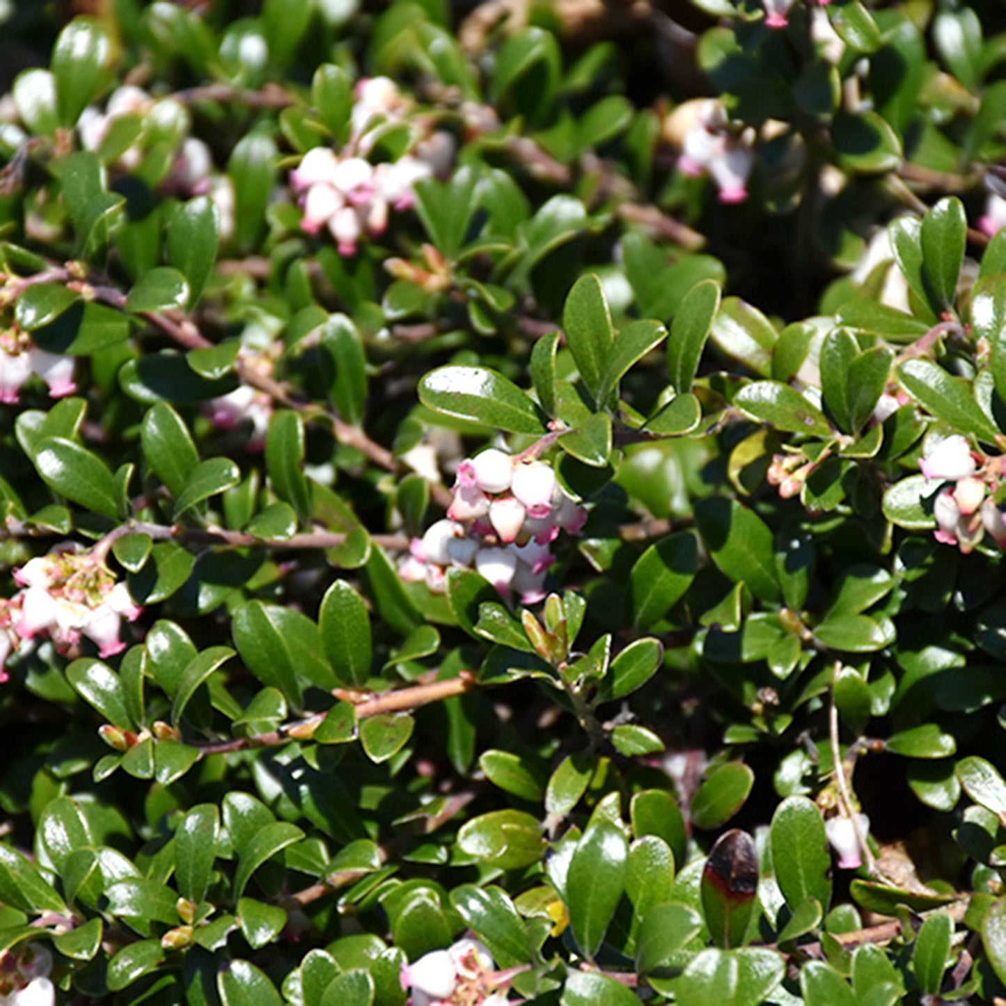 Bearberry