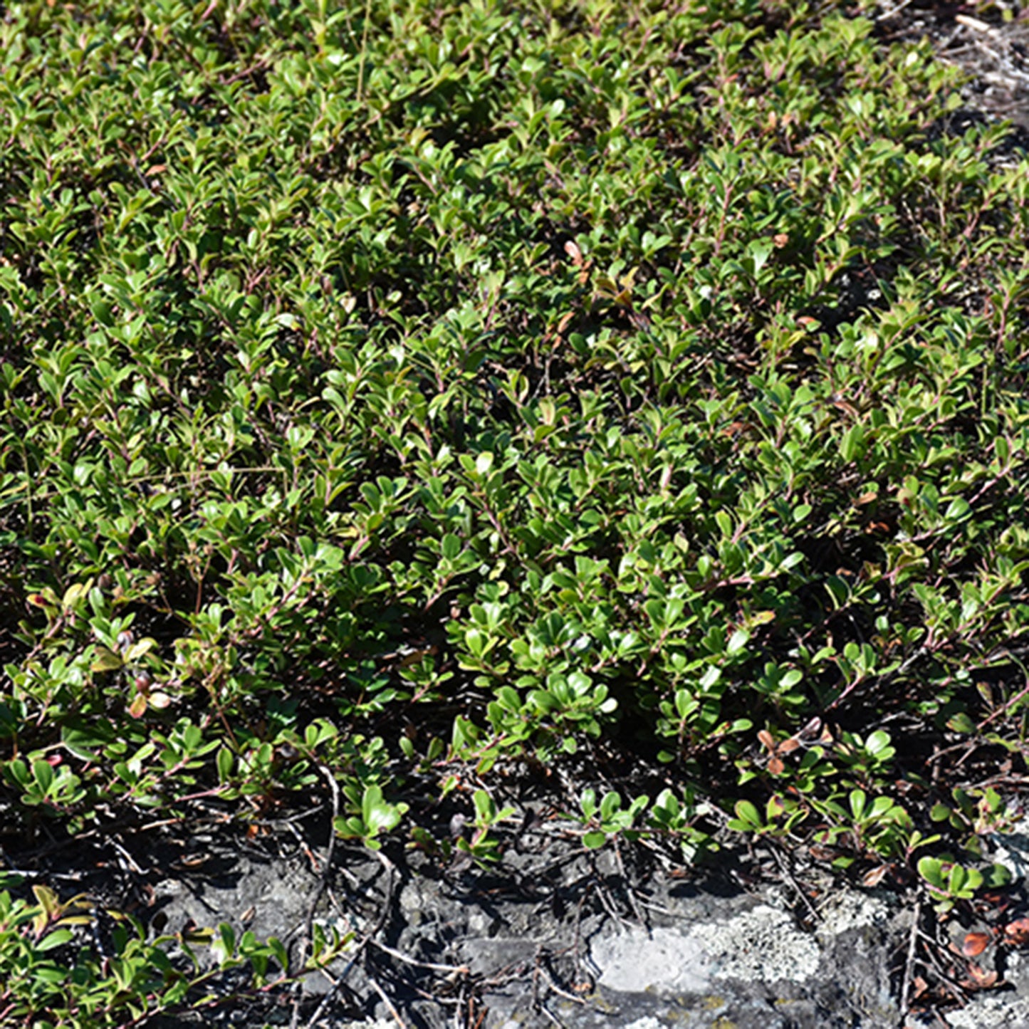 Bearberry