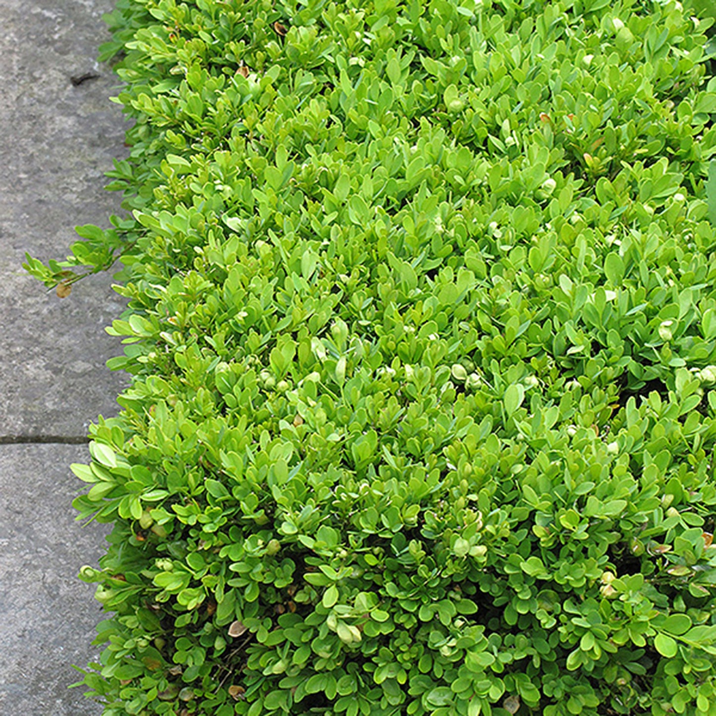 Green Velvet Boxwood