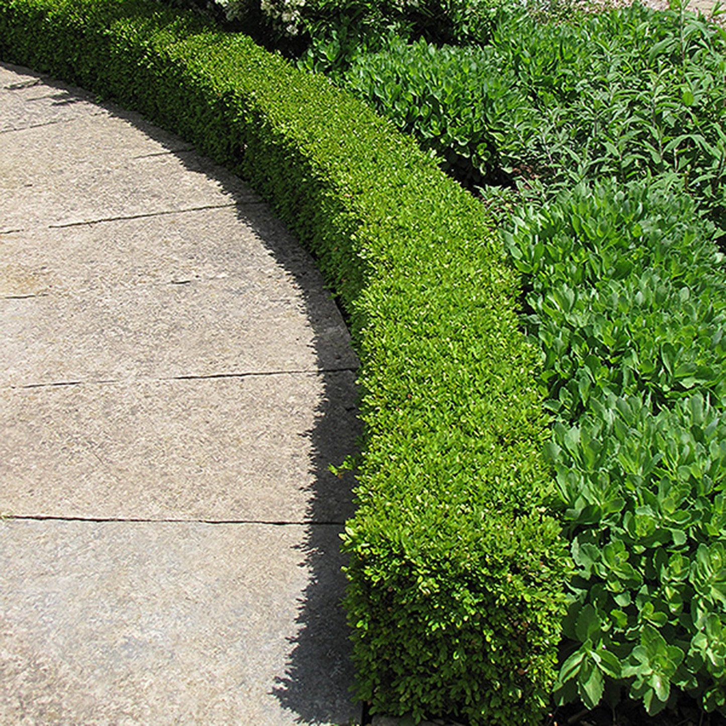 Green Velvet Boxwood