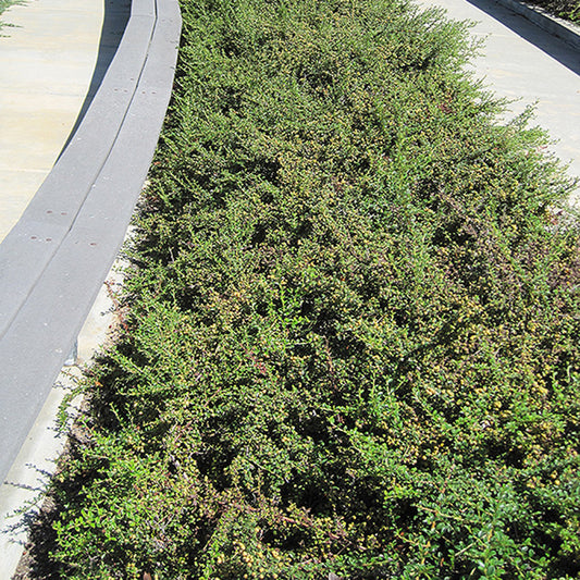 Bearberry Cotoneaster