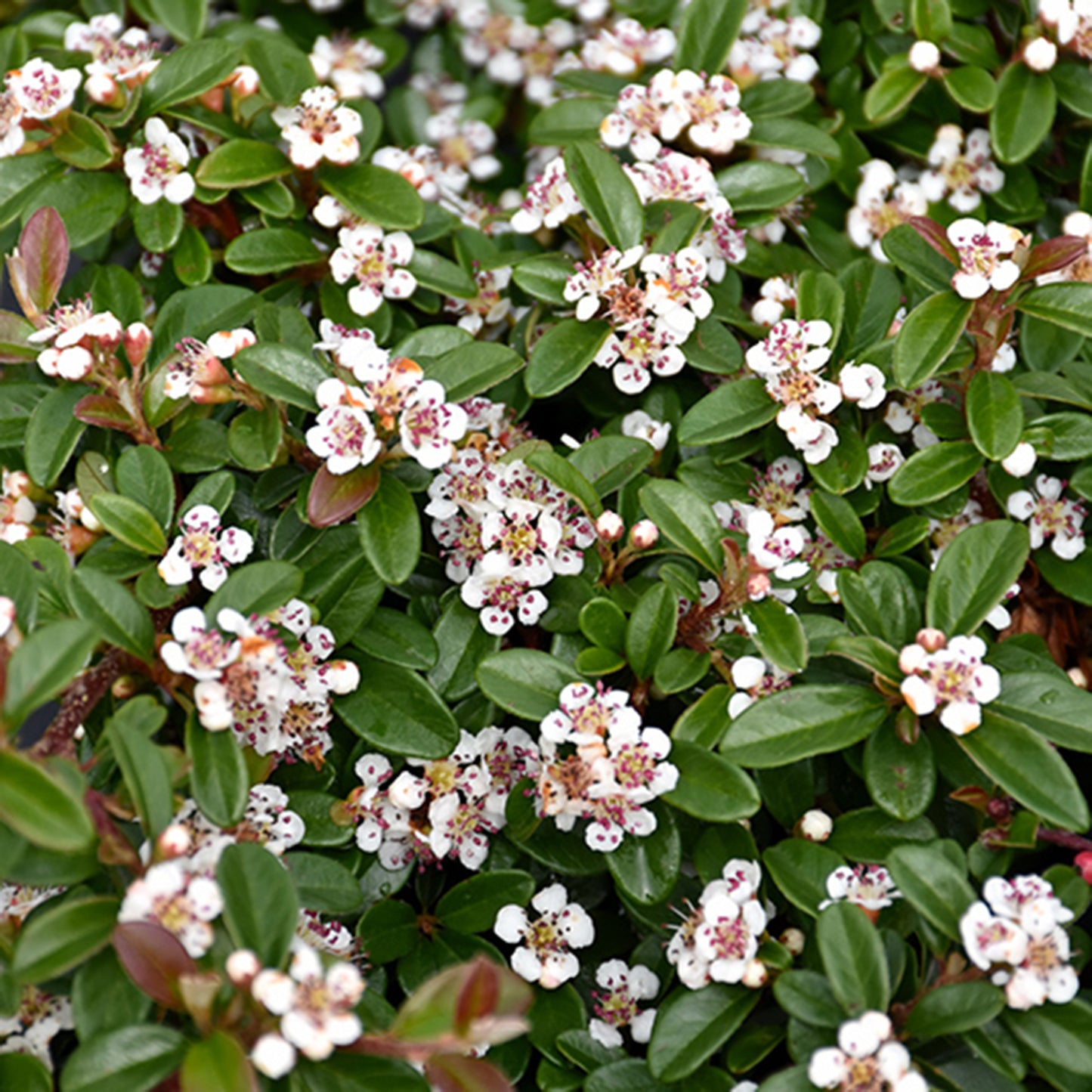 Coral Beauty Cotoneaster