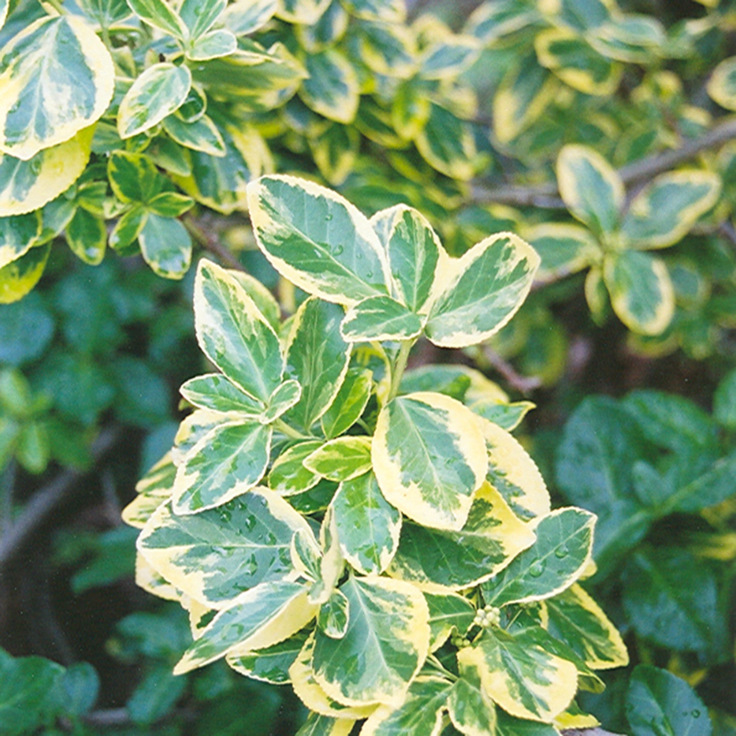 Canadale Gold Euonymus