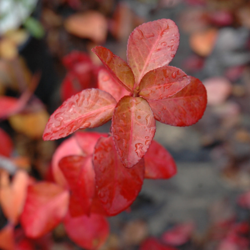 Purple Leaf Wintercreeper