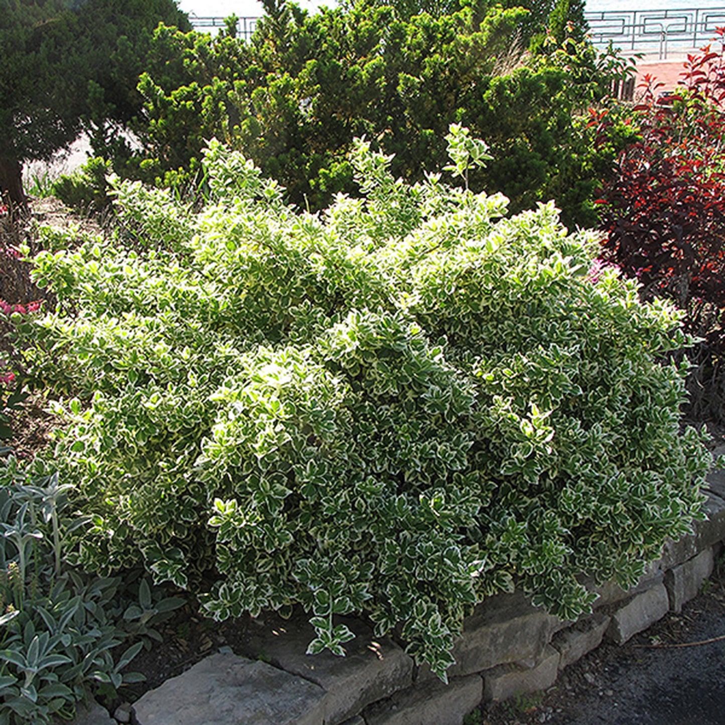 Emerald Gaiety Euonymus