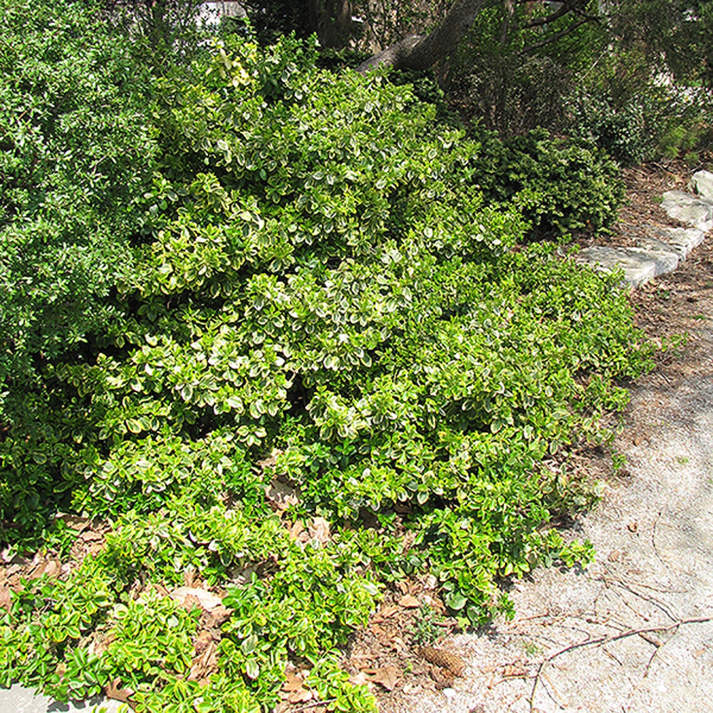 Emerald N Gold Euonymus