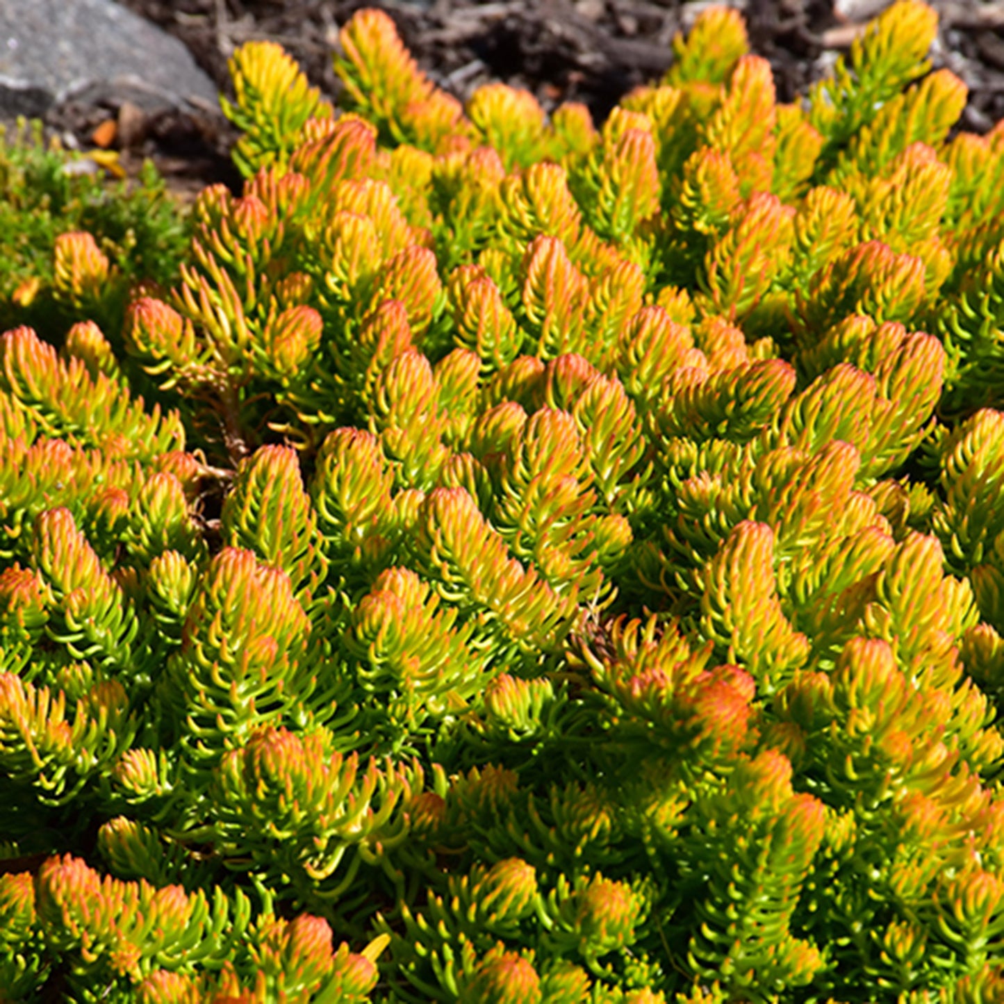 Angelina Stonecrop