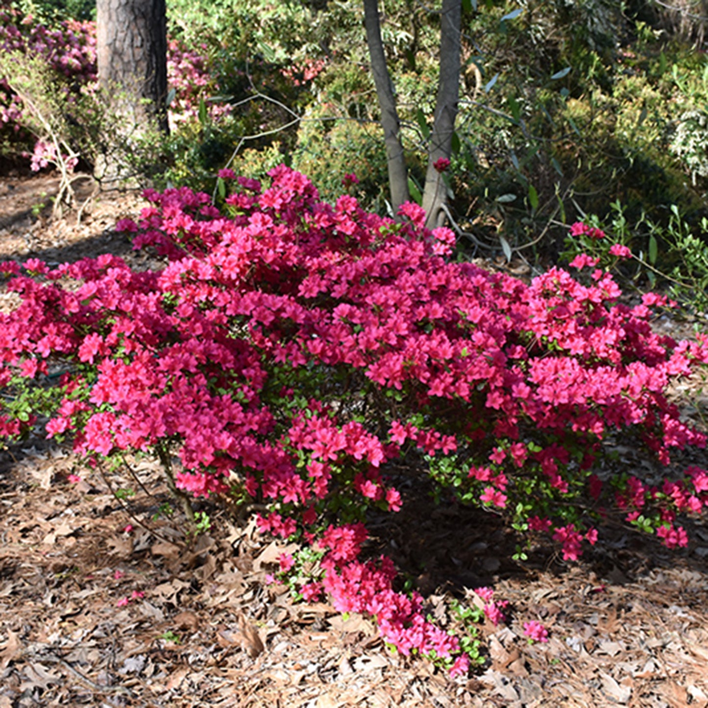 Girards Fuchsia Azalea