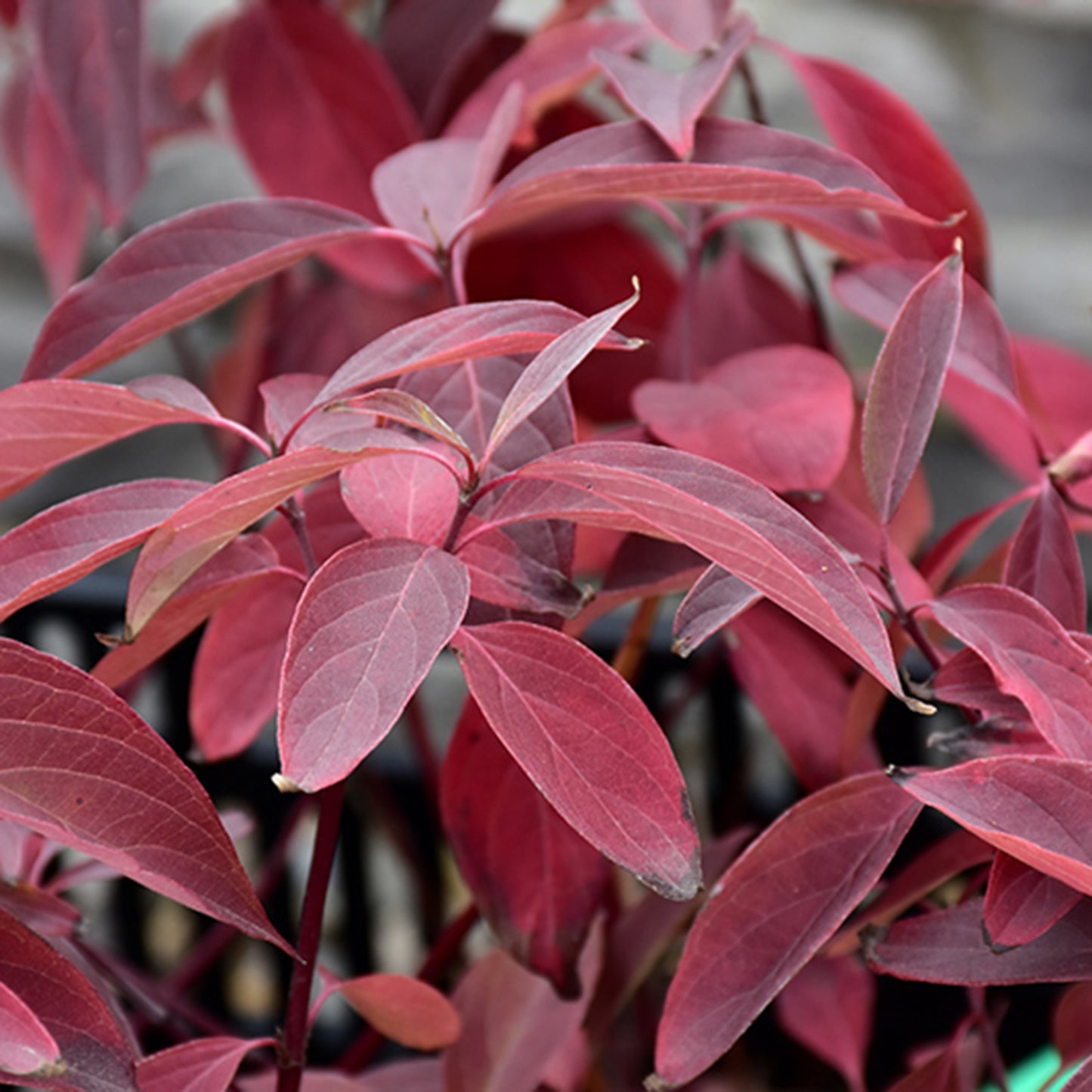 Arctic Fire Dogwood