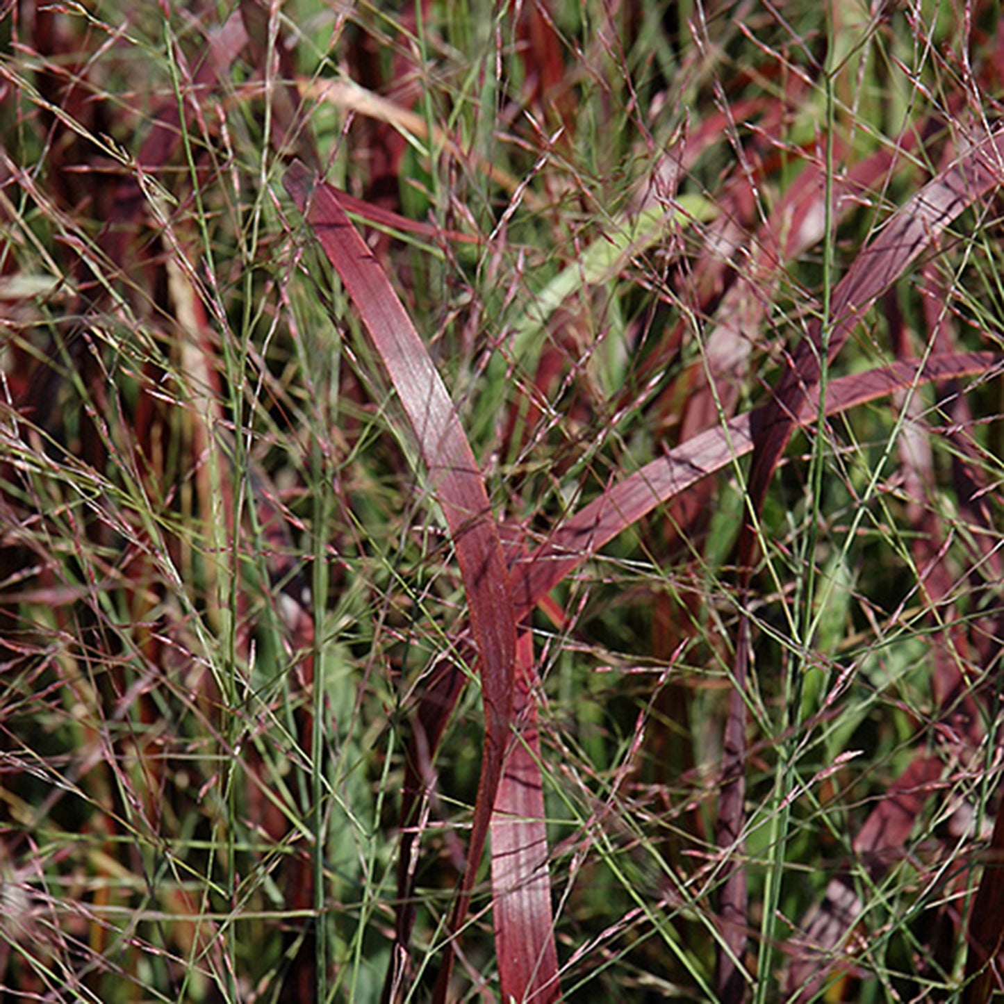 Prairie Red Switch Grass