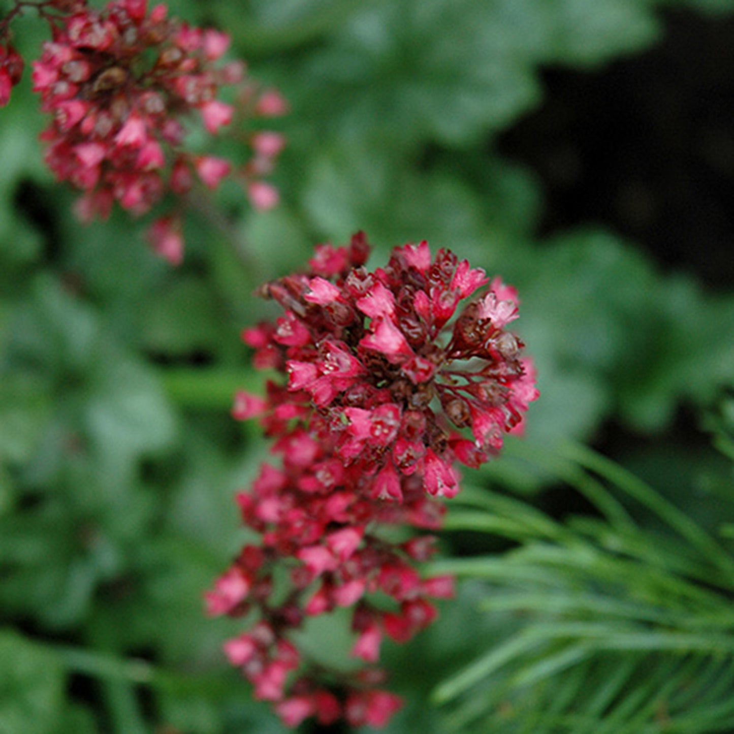 Paris Coral Bells