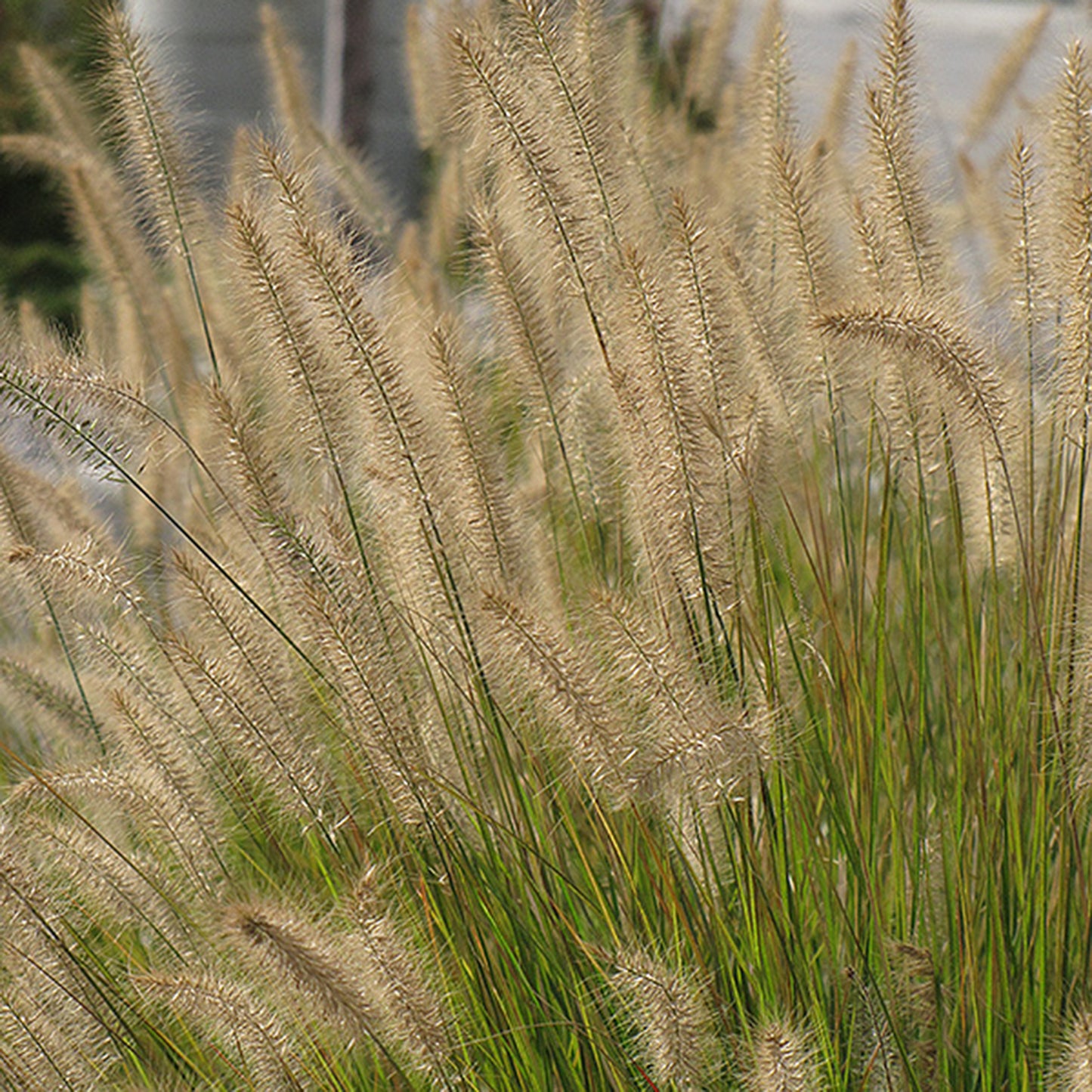 Piglet Fountain Grass