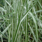 Avalanche Variegated Feather Reed Grass
