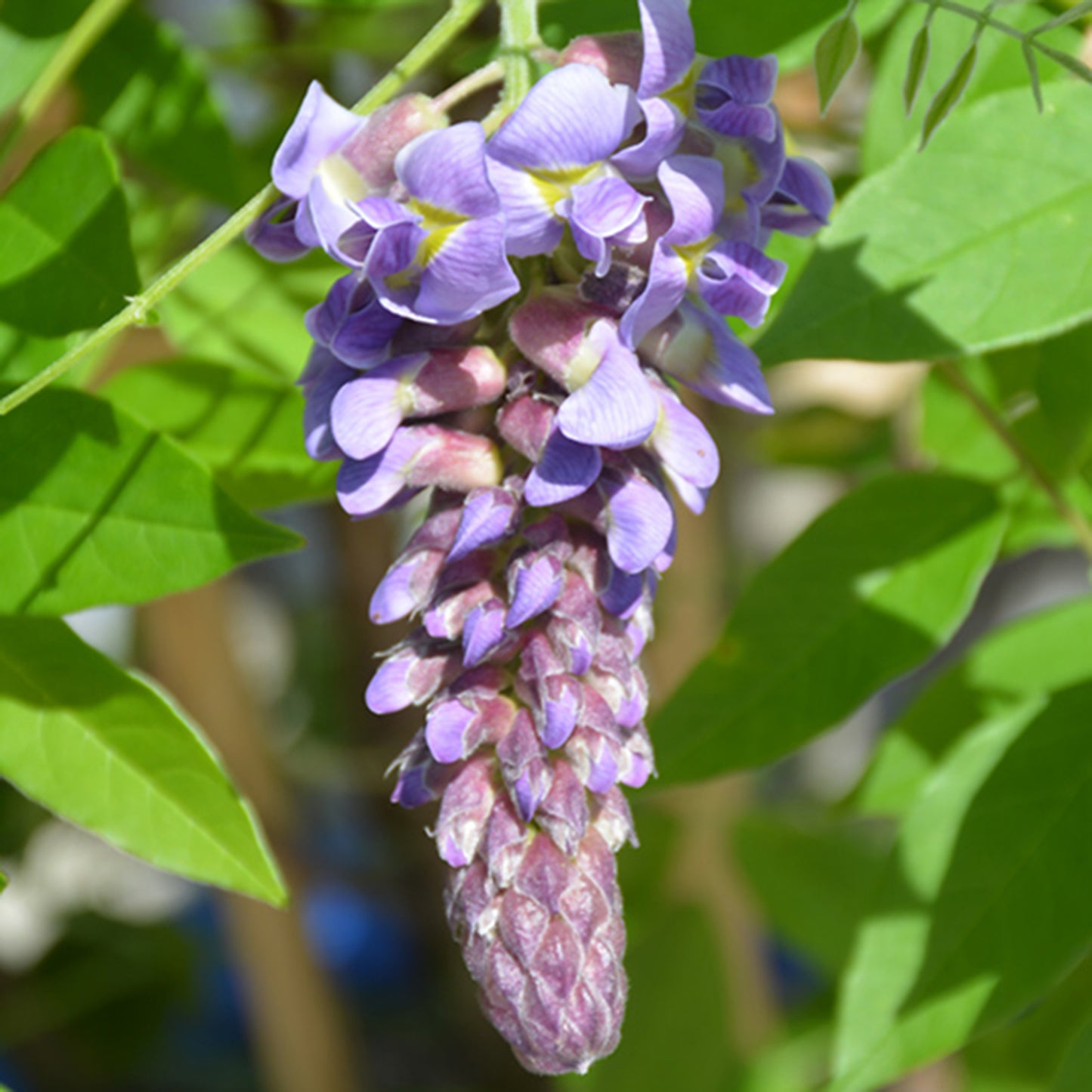 Amethyst Falls Wisteria