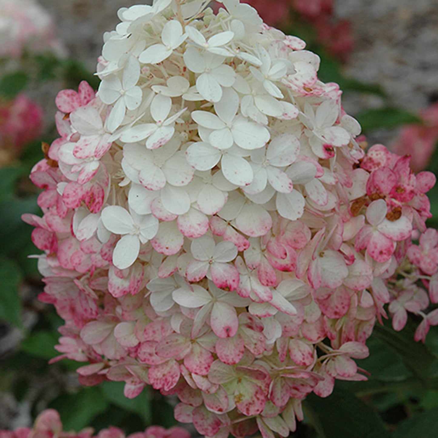 Vanilla Strawberry Hydrangea