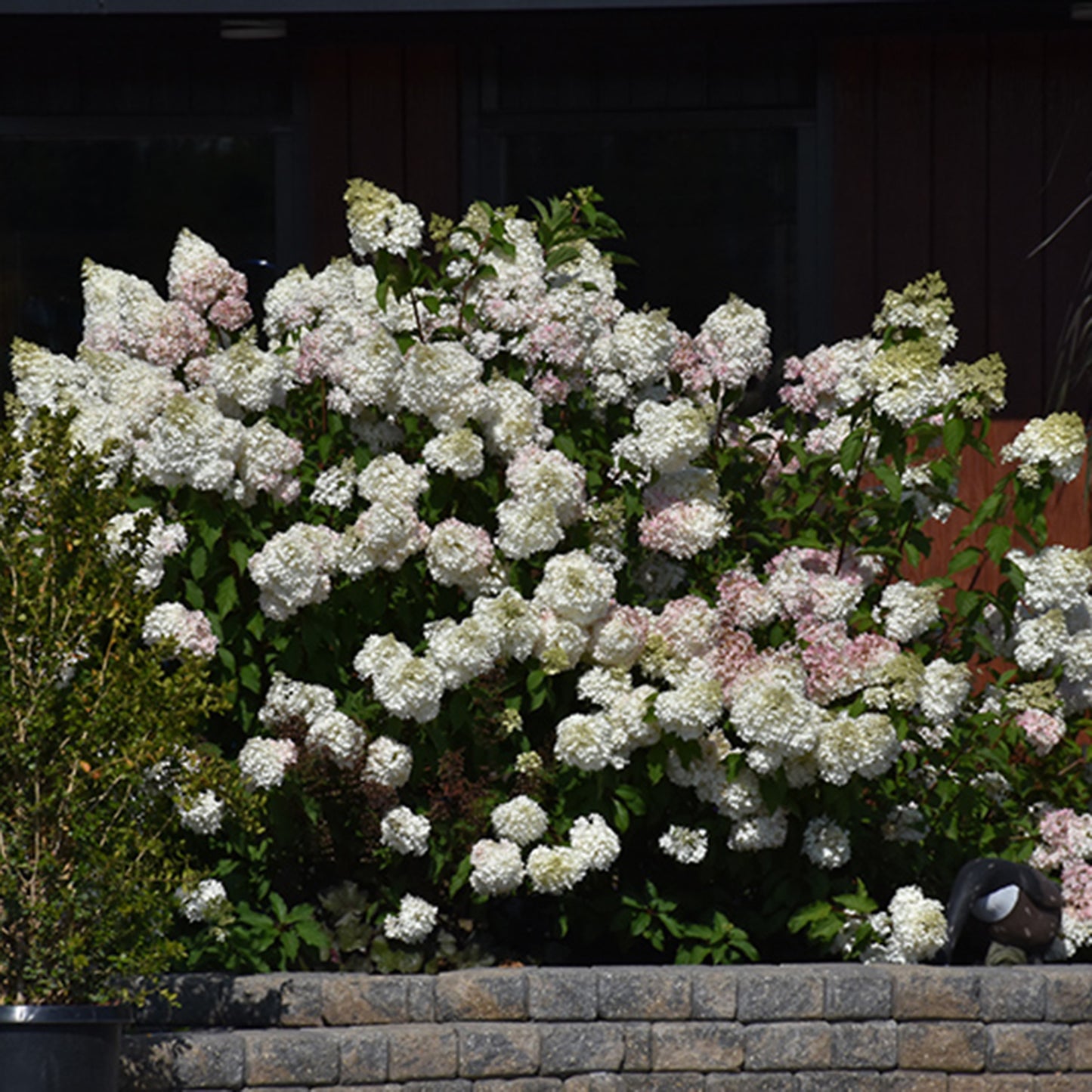 Vanilla Strawberry Hydrangea