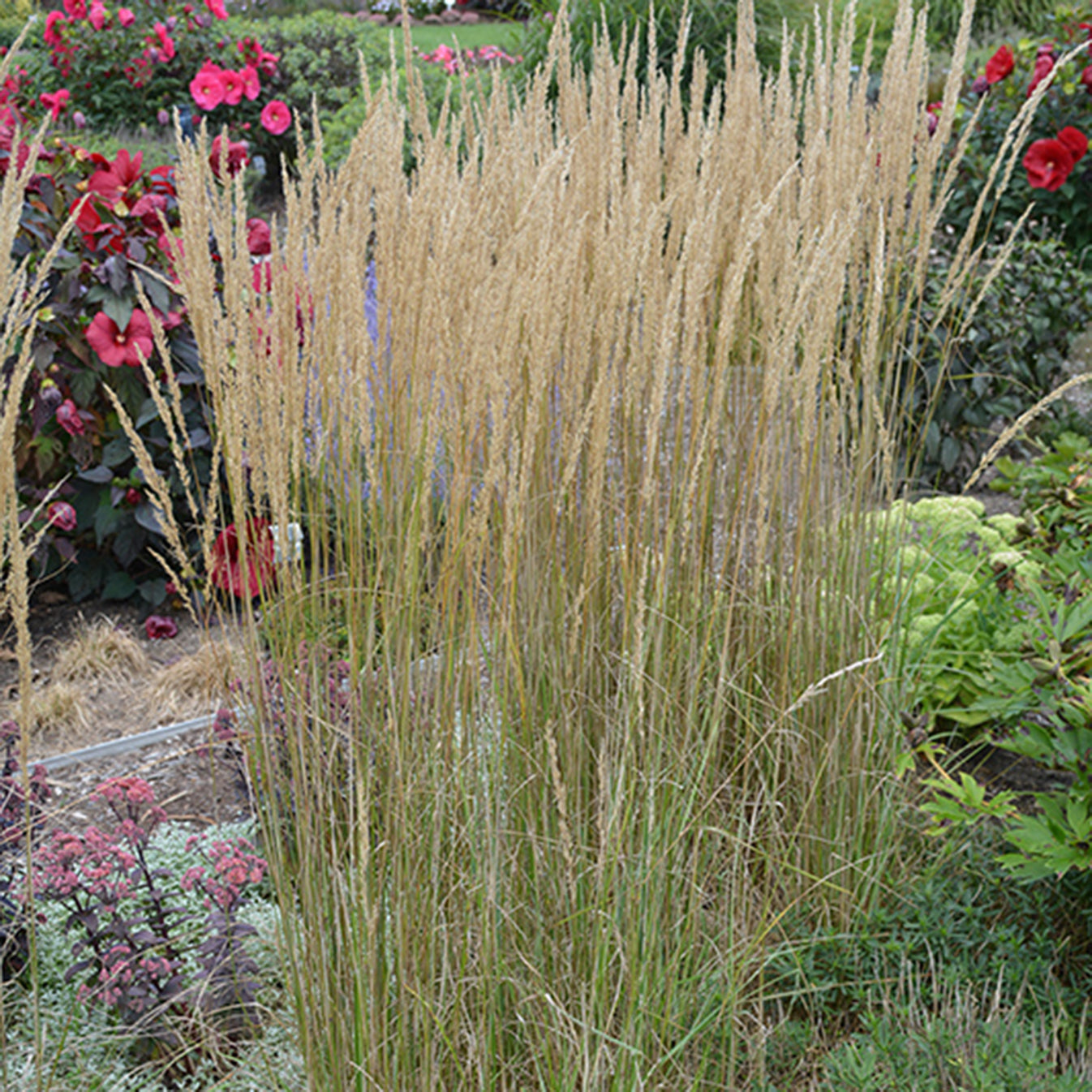 Eldorado Feather Reed Grass Connon Nurseries Inc.