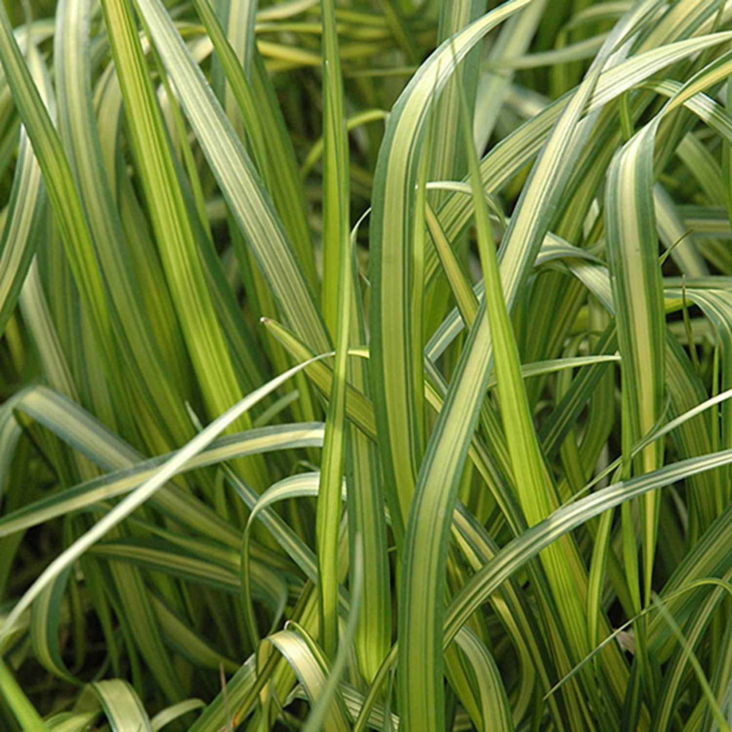 Eldorado Feather Reed Grass Connon Nurseries Inc.