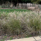 Karley Rose Fountain Grass